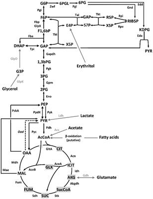 A novel gluconeogenic route enables efficient use of erythritol in zoonotic Brucella